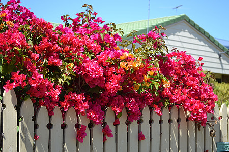 pink flowers on top of white wooden fence during daytime thumbnail
