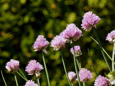 bokeh photography of pink and white flowers thumbnail