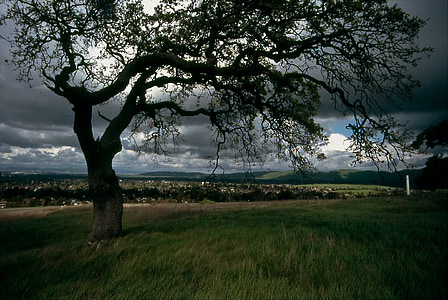 photography of green leafed tree near grass thumbnail