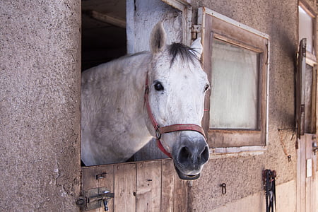 white horse inside stable thumbnail