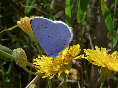 Blue Butterfly, Celastrina Argiolus thumbnail