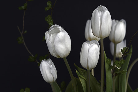 selective focus photography white tulips thumbnail
