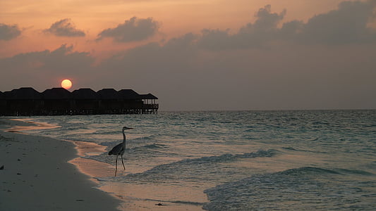 black bird on shore during golden hour thumbnail