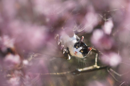 selective focus of Tuxedo cat thumbnail