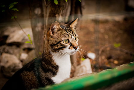 short-furred white and brown cat near green panel thumbnail