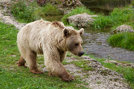 bear near river and grasses thumbnail