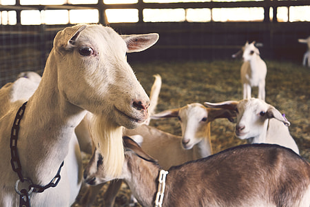 herd of goats thumbnail