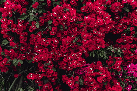 Red flowers of bougainvillea tree, Portugal thumbnail