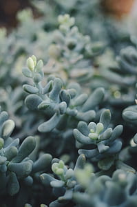 close-up photo of green succulent plants thumbnail