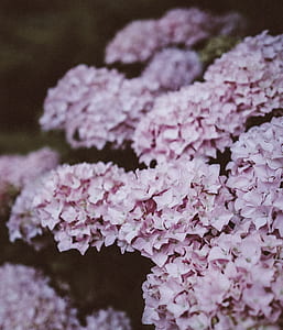 pink Hydrangea flowers macro photography thumbnail