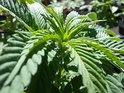 green leaves in macro photography thumbnail