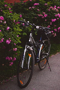 flowers, plant, bike, bicycle thumbnail