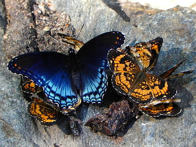 several blue and orange butterflies on rock thumbnail