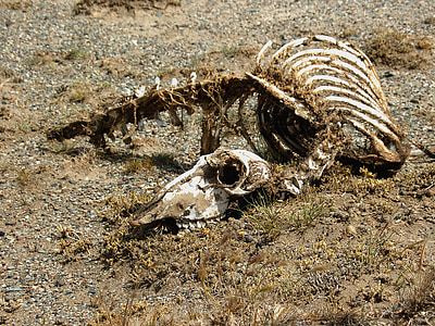 animal skeleton on field thumbnail