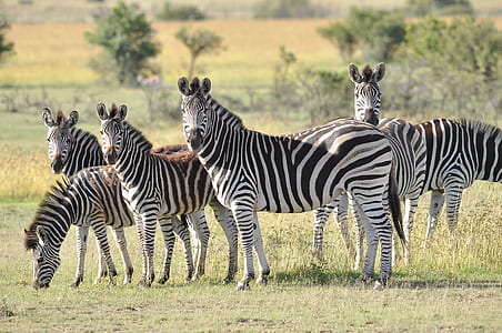 wildlife photography of group of zebra on grass thumbnail