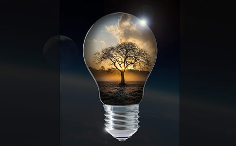 light bulb with tree artwork thumbnail