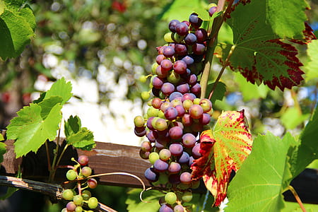 selective focus photography red grapes with vines thumbnail