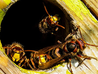 wasp on hole thumbnail