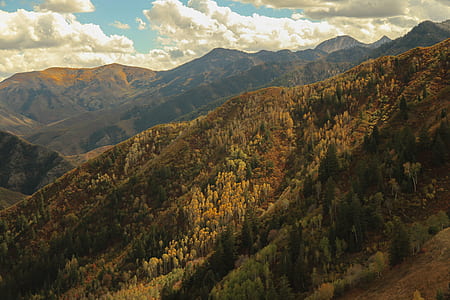 brown trees thumbnail