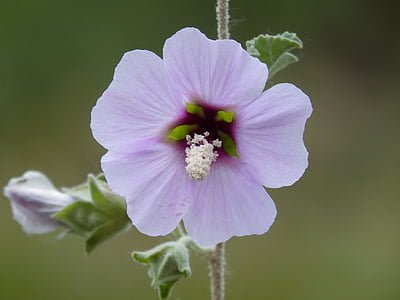 selective focus photo of pink petaled flower thumbnail