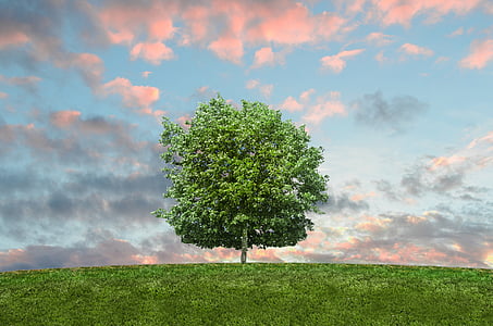 green tree in the middle of the grass field thumbnail