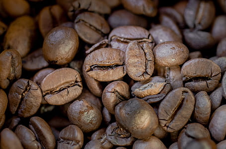 coffee bean lot thumbnail