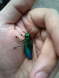 Green Metallic Beetle on Hand thumbnail