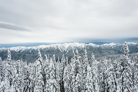 snow covered trees on mountain thumbnail