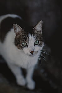 closeup photo of black and white cat thumbnail