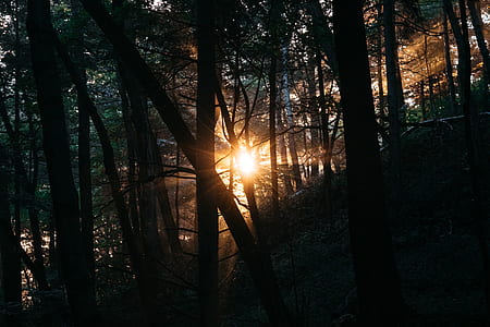 silhouette of trees photo at golden hour thumbnail