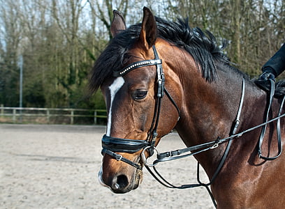 clothes up photograph of brown horse on horse field thumbnail