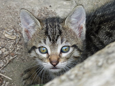 close-up photo of silver tabby kitten thumbnail