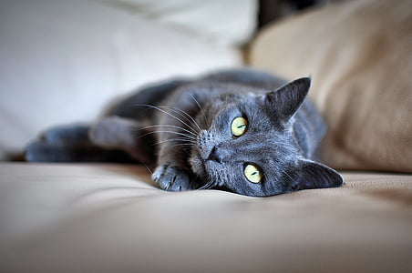 black cat thumbnail