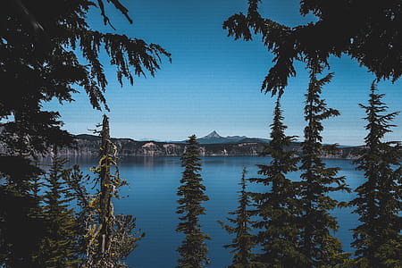 Green Trees Against Body of Water Photo thumbnail