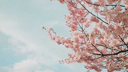 pink cherry blossom tree thumbnail