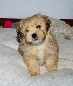 long-coated brown and white puppy thumbnail