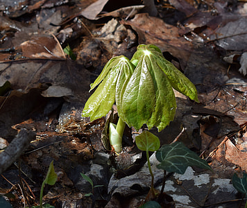 May Apple Plant Emerging, May Apple thumbnail