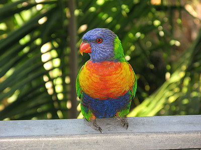 yellow, orange, and blue bird on metal plank thumbnail