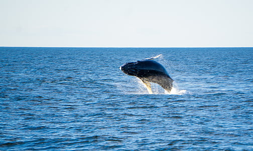 blue fish jumping over the sea thumbnail