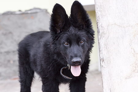 Black Belgian Shepherd Puppy thumbnail