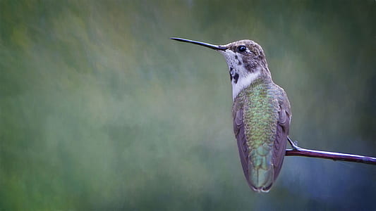 shallow focus photography of hummingbird thumbnail