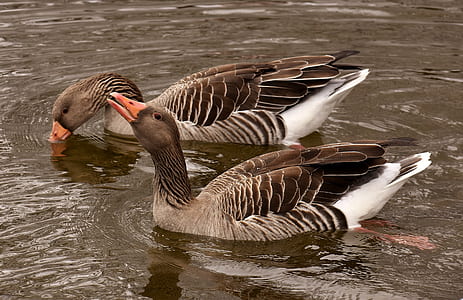 two ducks on body of water thumbnail