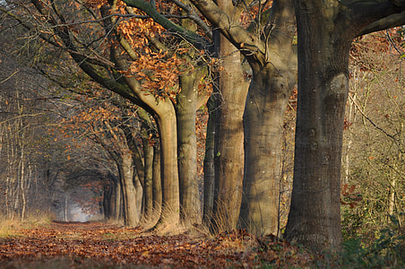 close up photo of leafless trees thumbnail