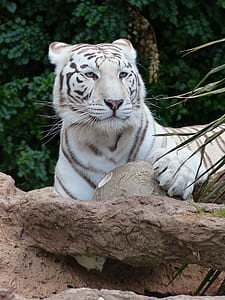 white and brown tiger sitting on ground thumbnail