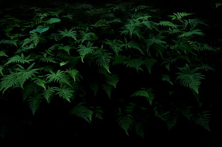 Green Plant thumbnail