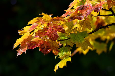 selective focus photo of orange and yellow maple leaves thumbnail