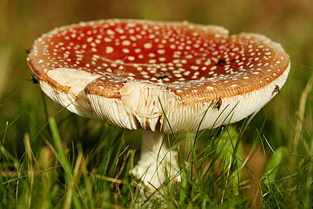 orange and white mushroom thumbnail