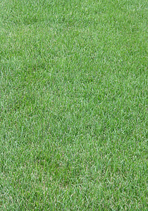 green grass thumbnail