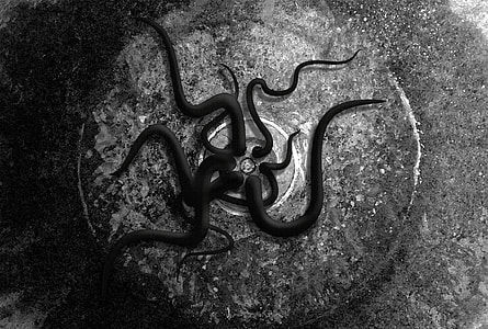 grayscale photography of worms on round drainage thumbnail