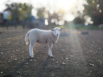 wildlife photography of white sheep thumbnail
